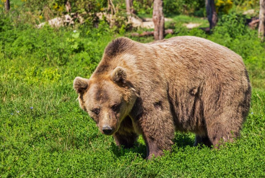 CARTE. Pyrénées : dans quelles zones les ours sont-ils les plus présents ?