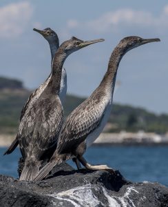 https://dis-leur.fr/wp-content/uploads/2020/03/Cormoran-hupp%C3%87_-juillet-2018__Renaud_0059-244x300.jpg