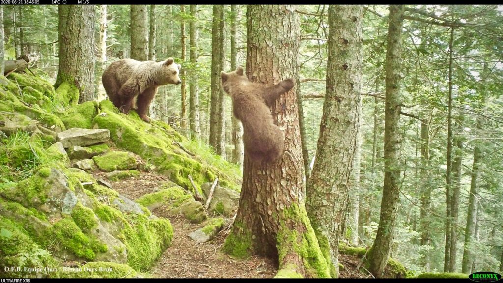 Reproduction de l'ours brun - Pays de l'Ours