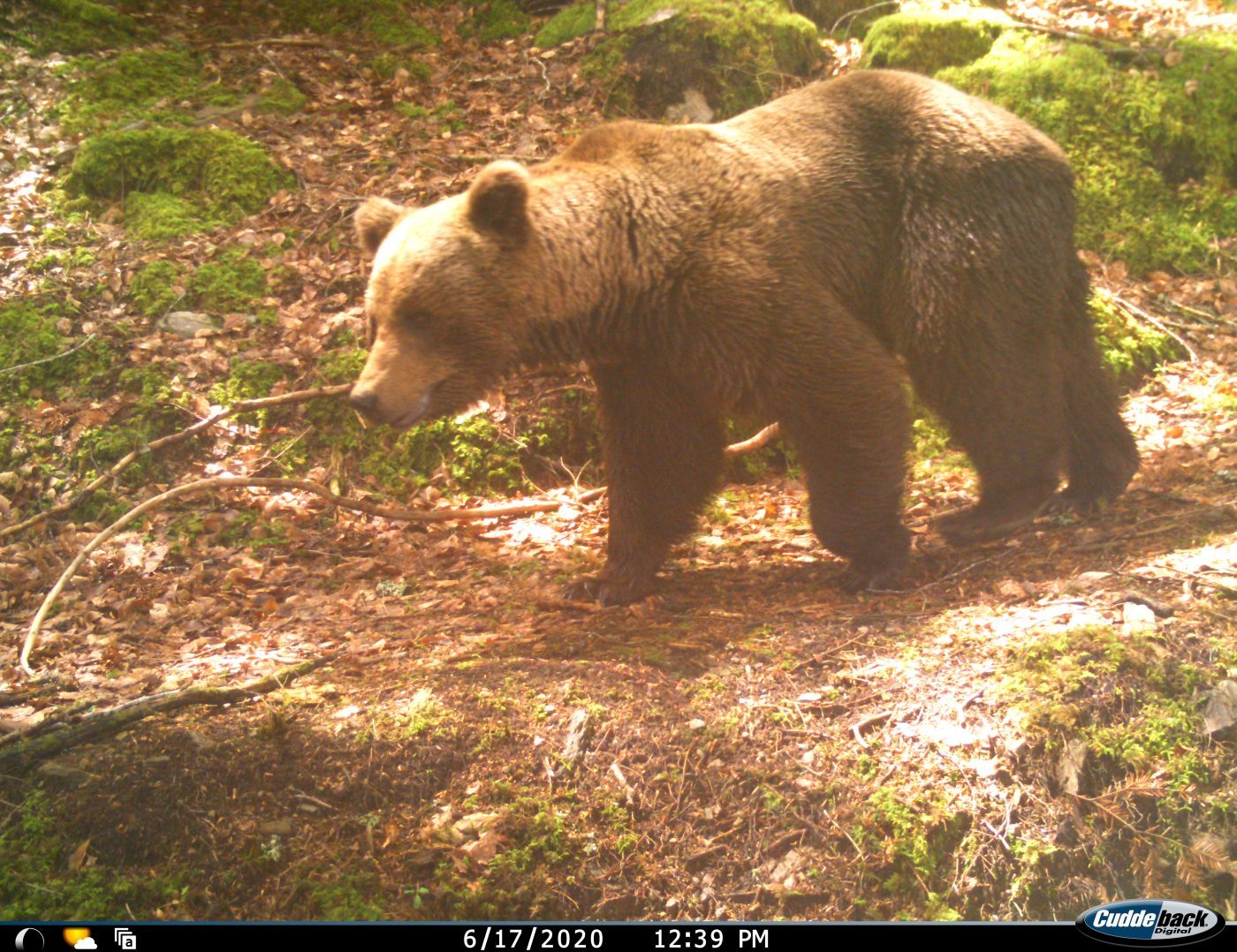 L'ours brun des Pyrénées - Couserans Pyrénées