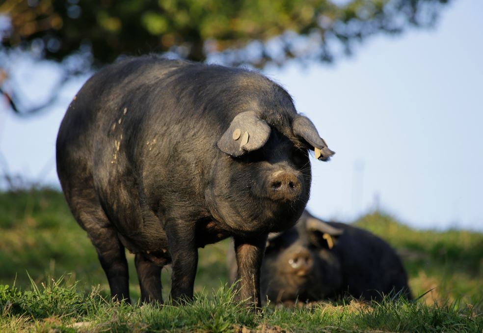 Animad'Oc (6) : Le porc Noir de Bigorre, ce survivant a traversé les  siècles - Dis-leur !