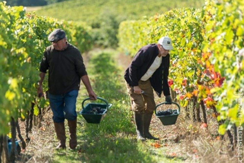 Vignobles : Les vignerons de Saint-Sardos luttent pour la survie de leur cave
