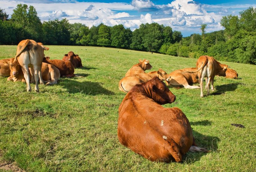 Agriculture : Un nouveau foyer de DNC en Haute-Garonne, la grogne s’intensifie