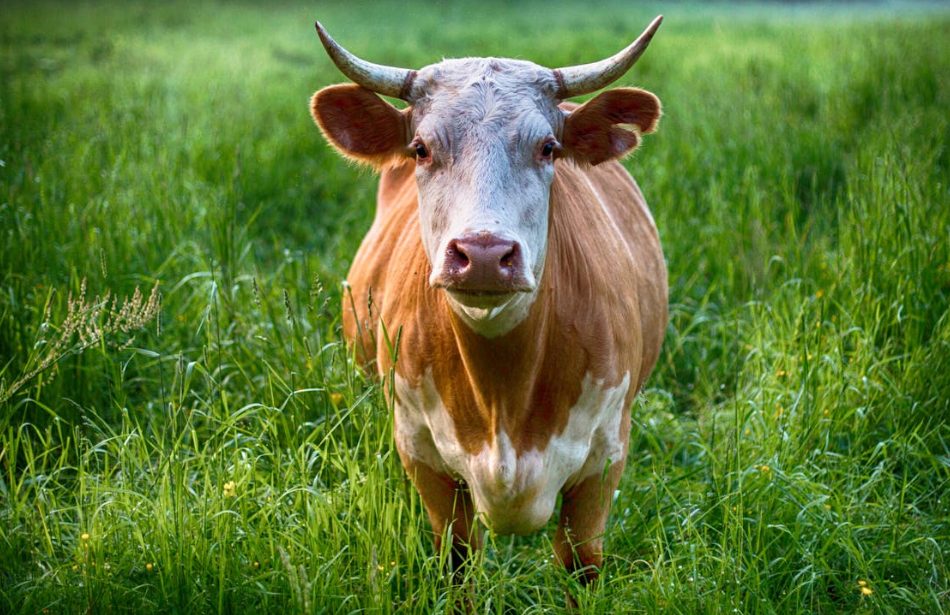 Agriculture : En Occitanie, la ministre affirme “un infléchissement du protocole”